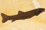 Uncommon Fossil Fish (Notogoneus) - Wyoming #299813-1